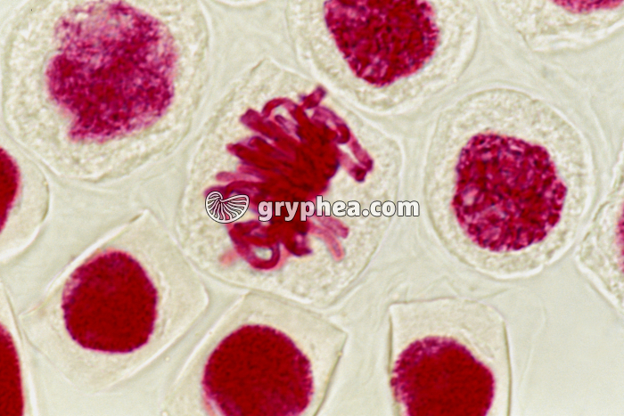 Mitose - cellules de racine d'Ail (écrasement) - Métaphase x400 - gryphea.com